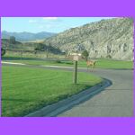 Elk In Campground.jpg